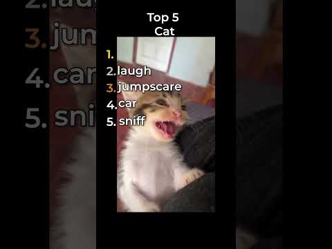 the goofiest cats in the world