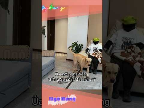 Không có ở đây #ngonang