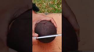 Very satisfying | ASMR sounds of cracking open a coconut #relaxing
