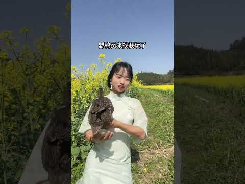 The wild duck came to play with me again. It was very happy.