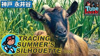 T R A C I N G　S U M M E R ' S　S I L H O U E T T E