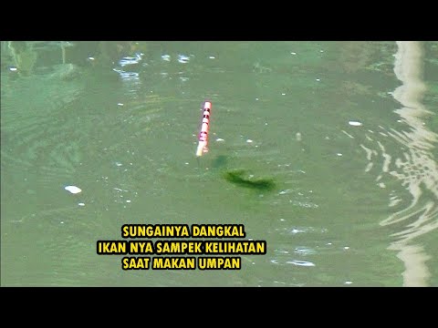 Nikmat para pemancing saat ikan nya pada rakus makan umpan