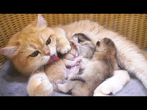 Mom cat Chin is extremely busy taking care of her kittens and grooming herself