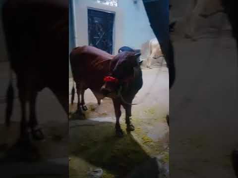 Eid al-Adha (tentative) #cow #eiduladha #youtubeshorts 2025