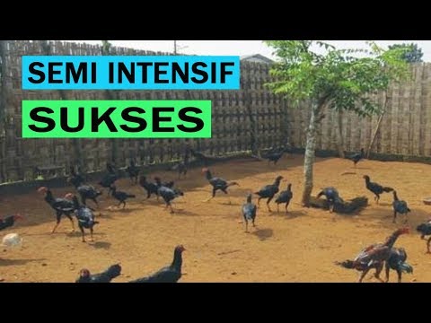 Ternak Ayam Kampung Pemula Semi Intensif [CARA & PANDUAN] Lengkap
