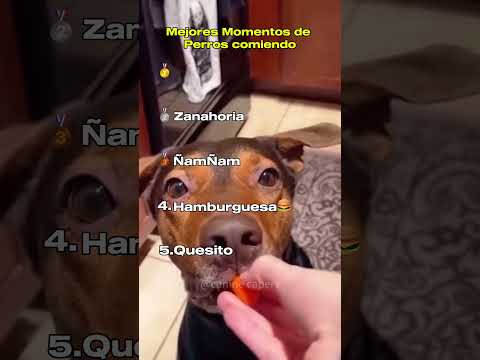 Mejores Momentos de Perros comiendo