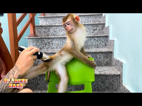 Monkey Kaka looks so beautiful when her father cut her hair