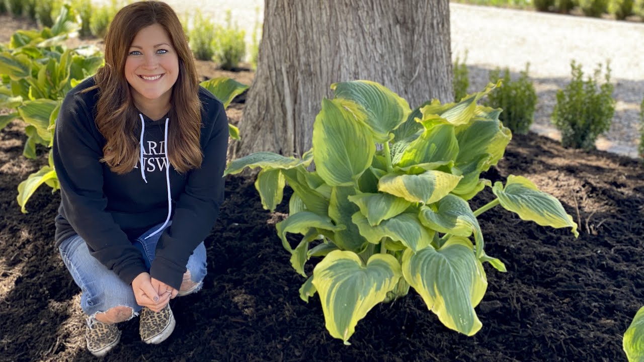 Planting Some Gorgeous Hostas!