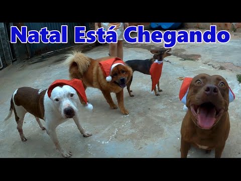 Os Cães em Clima de Natal