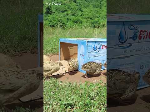 Quail Trap - Easy Bird Trap Using Vital Cardboard Box #mytraps #shorts