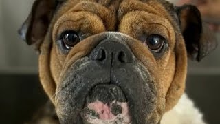 Rylie's Rescue to host casino night fundraiser