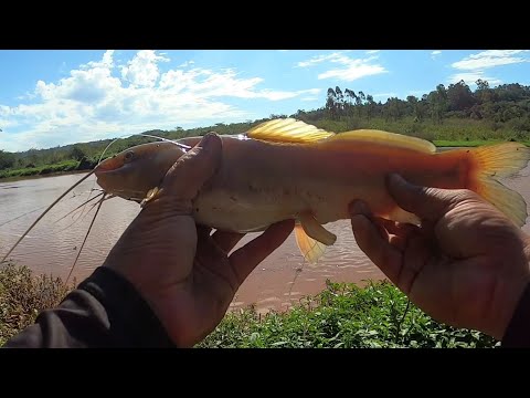 FISGUEI UM PEIXE PRECIOSO DELICIOSO QUE A ANOS NÃO PEGAVA!! Pescaria e acampamento