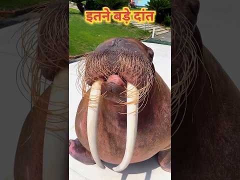 यह कौन सा जानवर है 🤯 बड़े दांत वाला जानवर 🤯 सर्कस का जानवर 🤯#shorts #youtubeshorts #shortsvideo