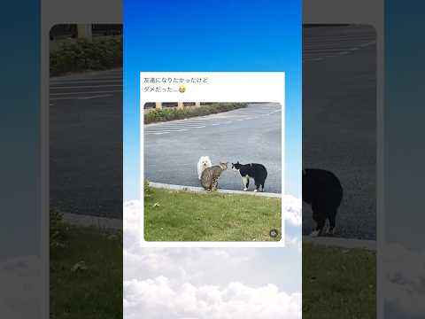 猫達と友達になりたかった犬 #shorts #動物 #おすすめ