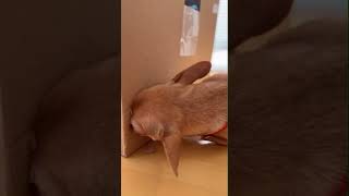 Try Not To Laugh #funny #petsrule #comedyvideos #petsunited #funnyvideos #pets
