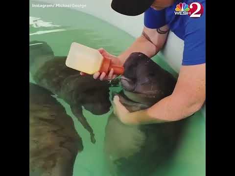 Adorable video shows baby manatee being bottle fed