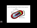 Prokaryotic Cell Structure and Function