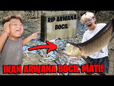 SEDIH!!! IKAN ARWANA KESAYANGAN BOCIL MATI KARNA DIRACUN ORANG!!!