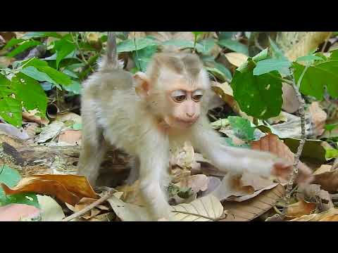 Baby Monkey Making Happy Sounds at Temple #nature
