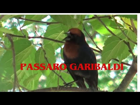 Garibaldi cantando em meio à natureza 267