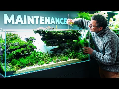 Complete Maintenance on LONG TRAN HOANG's Stunning Aquascape