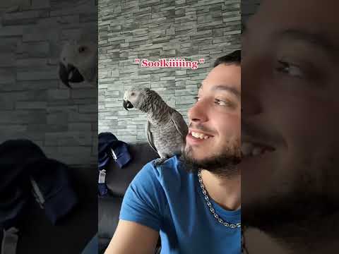 Luna Fan de #soolking #perroquet #grisdugabon #luna_lespagnol