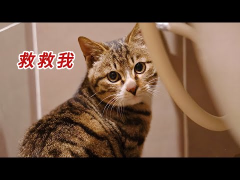 受傷小浪貓主動找人類求救，全身散發著一股濃濃的腐臭味｜李喜猫