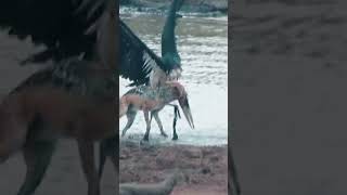 Wild Animals | No Escape - Jackal Crushes Marabou Stork | Wild Nature
