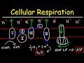 Cellular Respiration Concepts and Processes