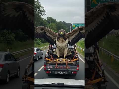 EVACUATION OF THE EAGLE THE KING OF THE SKY  #ai #aivideo #eagle #fake #animals #shorts #shortsvideo