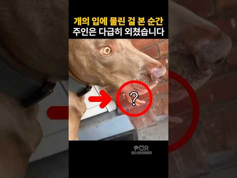 댕댕이가 물고 온 걸 보고 주인이 놀란 이유 #동물 #강아지