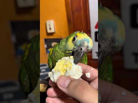 Cuánto tarda en comer el huevo?