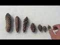 Identifying Conifer Species Features