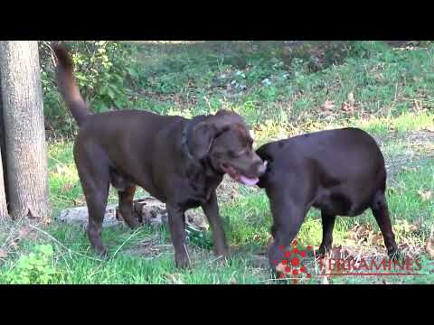 Cute Labrador pair | Pre Mating Setup |