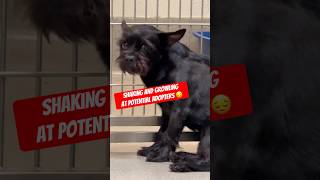 Sweet little dog can’t stop shaking and growling at families the might adopt her 😔
