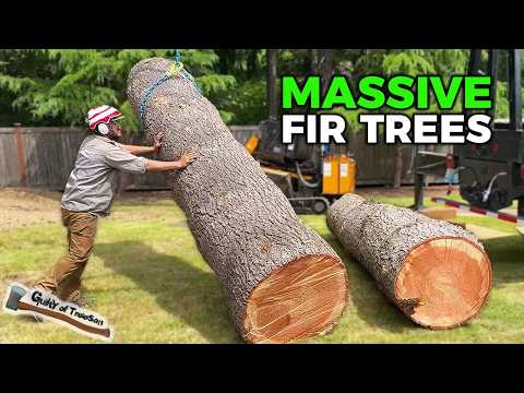 LARGE FIR REMOVAL!! Giant tree takedown and cleanup - Part 2