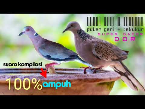 Suara kompilasi puter geni dan tekukur //di jamin langsung datang !!