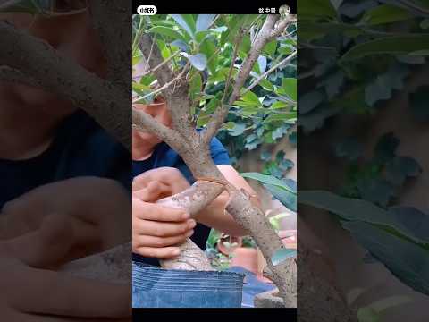 Ghép co lắc cho cây
