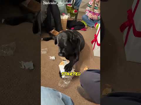 The dog received a birthday present! Its reaction was absolutely adorable