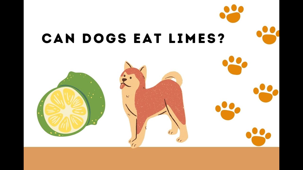 Can Dogs Eat Lime