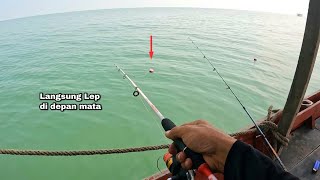 Barramundi nya gak sabaran..!! Baru mau nyiapin joran satunya Kakap malah nyamber umpan