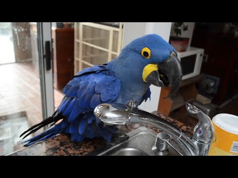 Funny Parrots Doing Funny Stuff #2