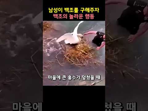 남성이 백조를 구해주자 백조의 놀라운 행동