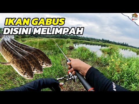 CASTING GABUS PAKAI JORAN ULTRA LIGHT BIKIN EMOSI & DISAMBAR BERTUBI TUBI ...