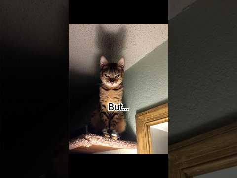 Send it 😈 #cat #catmemes #funny #catphotos #catpictures #trending #cute #funnypictures #funnymoment