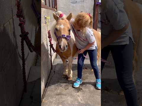 The love that mouse brings to the family #horse #horsefan #horselover #equestrian #showjumping #pony