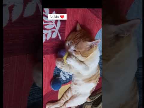 shortvideo#cuteanimals#cuteanimals#youtuber #funny #catlover#youtuber#youtubeshorts#cute #cutepets