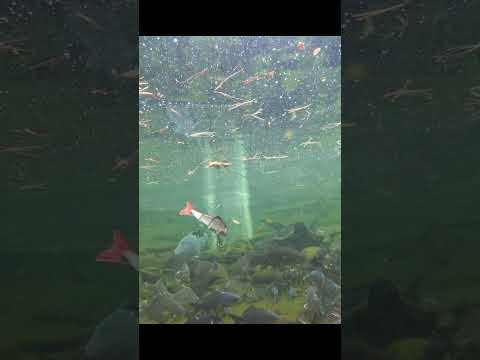 BIG WOBLER FROM TEMU IN ACTION! POND TEST! SOON REAL LAKE EXPERIENCE! #shorts