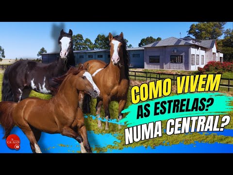 Machos juntos! O segredo para manter um garanhão com saúde física e mental na LOF Reprodução Equina