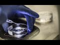 Inseminação Artificial e Andrologia